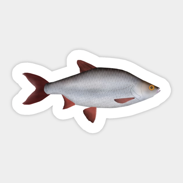 Common Roach Sticker by FishFolkArt